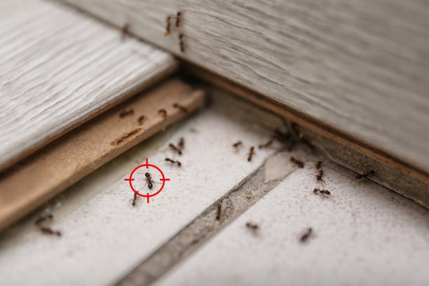 Best Ant Control Services  in Springville, AL