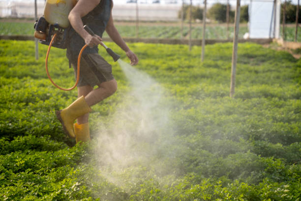 Best Mosquito Control Services  in Springville, AL
