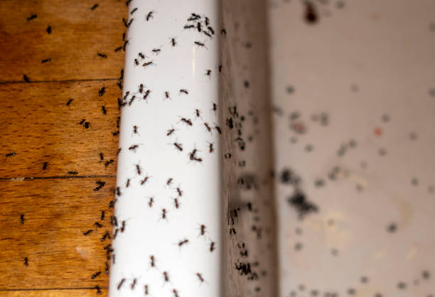 Best Wasp Removal Services  in Springville, AL