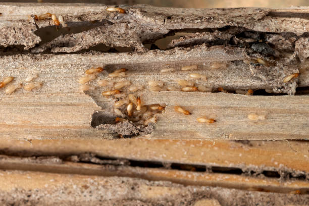 Best Local Pest Control Services  in Springville, AL