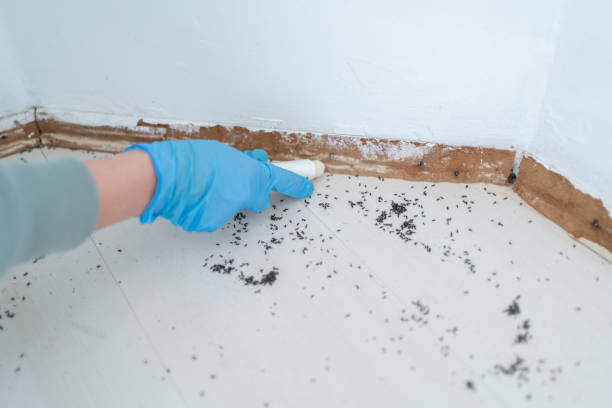 Best Pest Removal Services  in Springville, AL